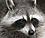 45px-Raccoon_%28Procyon_lotor%29_2.jpg