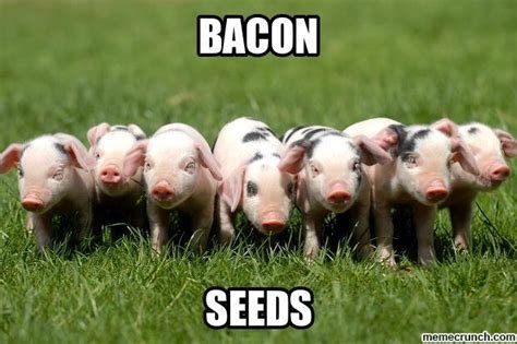 bacon seeds.jpeg