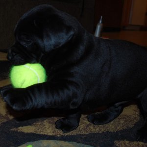 4 weeks, stomping around with a tennis ball