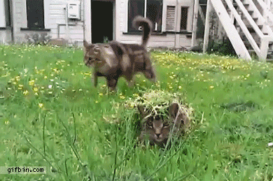1291664377_camouflaged-cat.gif